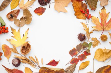 Sonbahar yapraklarından yapılmış çerçeve ve beyaz arka planda doğal orman dekoru