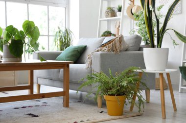 Gri kanepeli ve çiçekli oturma odasının içinde.