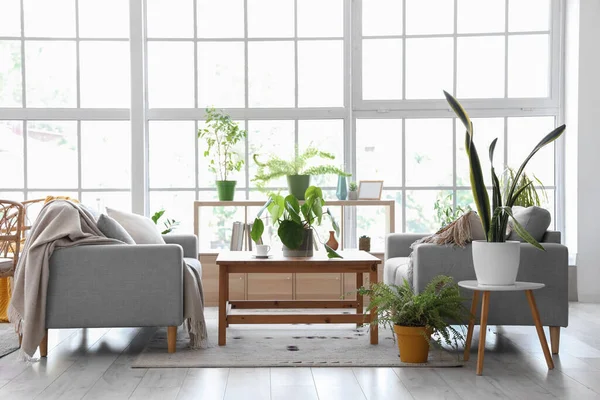 Interior of modern living room with grey sofas houseplants