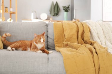 Evdeki gri kanepede yatan tatlı kırmızı kedi.