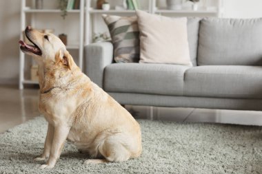 Evdeki halının üzerinde oturan şirin Labrador köpeği.