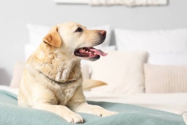 Yatak odasında yatan şirin Labrador köpeği.