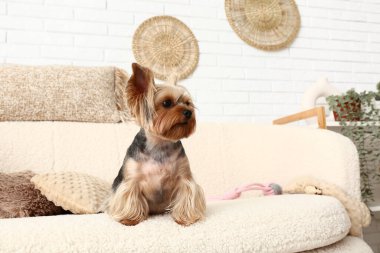 Oturma odasındaki kanepede oturan şirin küçük Yorkshire teriyeri köpeği.