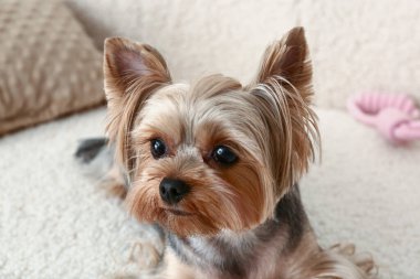 Oturma odasındaki kanepede oturan şirin küçük Yorkshire teriyeri köpeği.