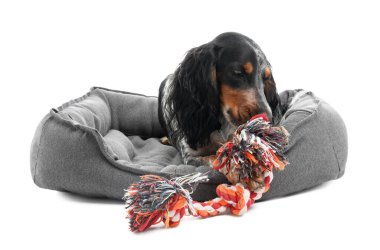 Beyaz arka planda evcil hayvan yatağında Lyinh oyuncağıyla sevimli cocker spaniel.