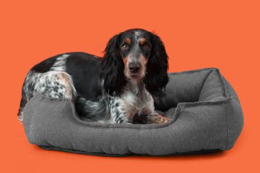 Tatlı cocker spaniel, turuncu arka planda evcil hayvan yatağında yatıyor.