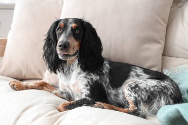 Tatlı cocker spaniel oturma odasında kanepede yatıyor.