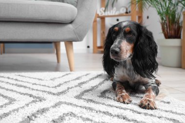 Tatlı cocker spaniel oturma odasında yatıyor.