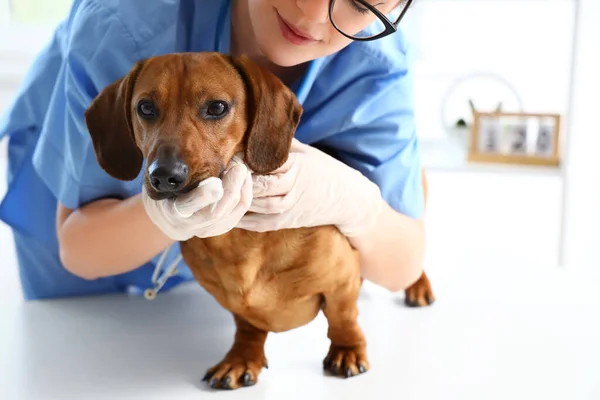 Female veterinarian brushing teeth of dachshund dog in clinic