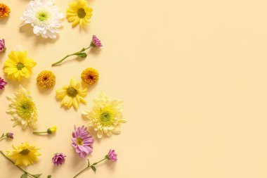Sarı arka planda farklı güzel kasımpatı çiçekleri