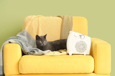 Yeşil duvarın yanındaki koltukta elektrikli ısıtıcısı olan sevimli bir kedi.