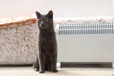 Evde radyatörü olan sevimli bir kedi.