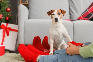 Noel arifesinde evde olgun bir çiftle Jack Russell Terrier, yakın plan.