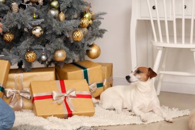 Jack Russell teriyeri evdeki Noel ağacının altında hediyelerin yanında yatıyor.