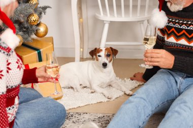 Noel arifesinde evde olgun bir çiftle Jack Russell Terrier.