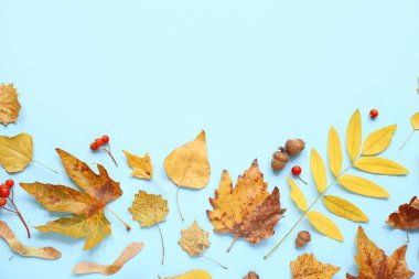 Beautiful autumn leaves on blue background