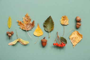 Güzel sonbahar yaprakları, meşe palamudu ve turkuaz arka planda viburnum üzümleri.