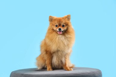 Mavi arka planda sandalyede oturan şirin Pomeranya salyası.