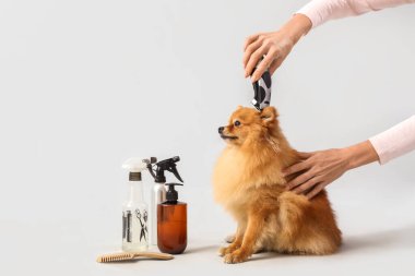 Kadın kuaför Gri arka planda şirin Pomeranya tükürüğünü tıraş ediyor