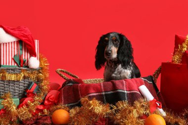 Kırmızı arka planda Noel hediyeleri, süslemeler ve portakallarla dolu sepetteki şirin cocker spaniel.