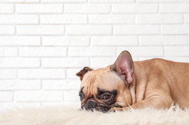 Beyaz tuğla duvarın yanında halıda yatan sevimli Fransız bulldog.