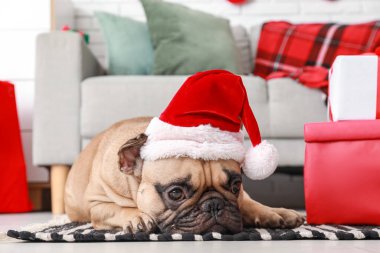 Noel arifesinde evde Noel Baba şapkalı sevimli Fransız bulldog.