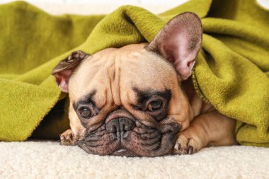 Evdeki kanepede ekoseli şirin Fransız bulldog 'u.