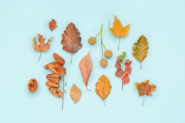 Beautiful autumn composition on blue background