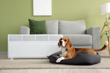 Sevimli Beagle köpeği evdeki radyatörün yanındaki evcil hayvan yatağında yatıyor.