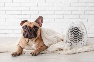 Beyaz tuğla duvarın yanında ekose ve elektrikli vantilatör ısıtıcısı olan sevimli Fransız bulldog.
