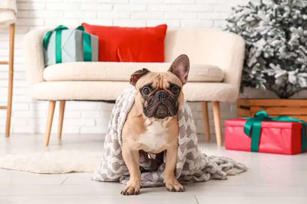 Cute French bulldog with plaid at home