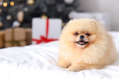 Noel arifesinde yatak odasında uzanmış şirin Pomeranya köpeği, yakın plan.
