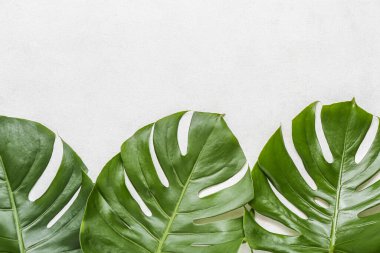 Tropikal monstera beyaz arka plan üzerinde bırakır