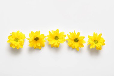 Beyaz arka planda güzel sarı kasımpatı çiçekleri