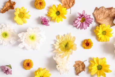 Farklı güzel kasımpatı çiçekleri ve beyaz arka planda yapraklar