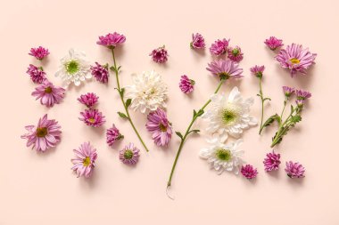 Pembe arka planda güzel kasımpatı çiçekleri