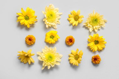 Güzel kasımpatı çiçekleri gri arka plan üzerinde