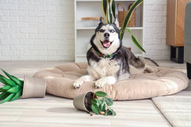 Yaramaz Husky köpeği evcil hayvan yatağında uzanıyor ve oturma odasında saksıyı düşürüyor.