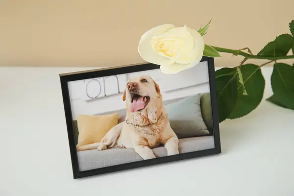 Renk Duvarının Yanındaki Işık Masasında Köpek Gül Çiçeği Resmi Olan — Stok fotoğraf