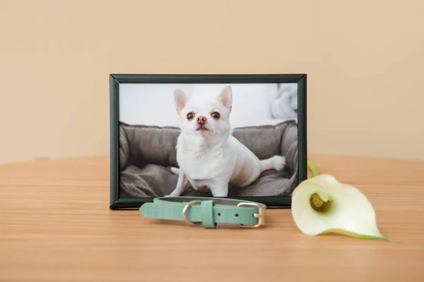 Frame with picture of dog, collar and calla lily on wooden table near color wall. Pet funeral