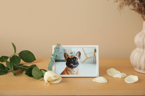 Frame with picture of dog, collar and rose flower on wooden table against color wall. Pet funeral