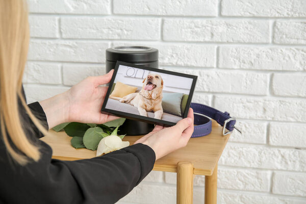 Woman holding frame with picture of dog near white brick wall, closeup. Pet funeral
