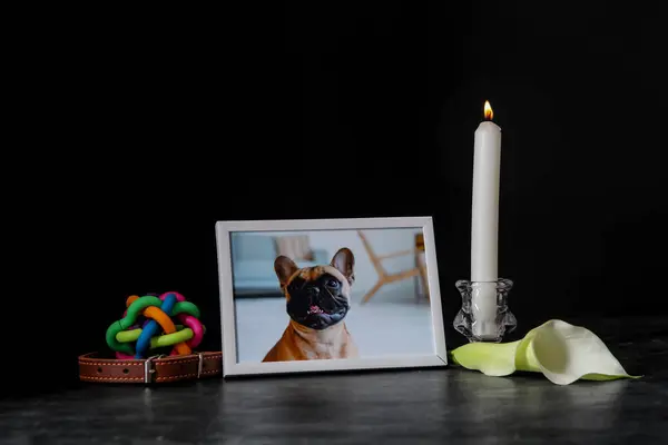 Frame with picture of dog, accessories and burning candle on dark background. Pet funeral