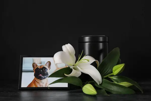 Üzerinde Köpek Resmi Morg Vazosu Koyu Arkaplanda Güzel Zambak Çiçekleri — Stok fotoğraf
