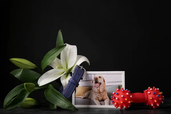 Frame with picture of dog, accessories and beautiful lily flowers on dark background. Pet funeral