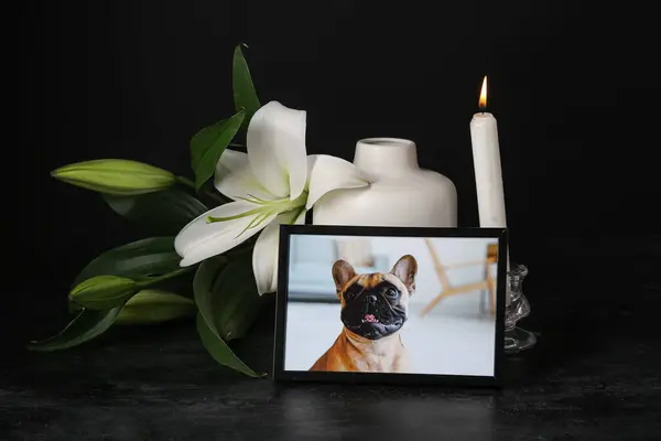 Üzerinde Köpek Zambak Çiçeği Yanan Mum Olan Bir Çerçeve Hayvan — Stok fotoğraf