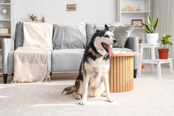 Cute Husky dog in living room