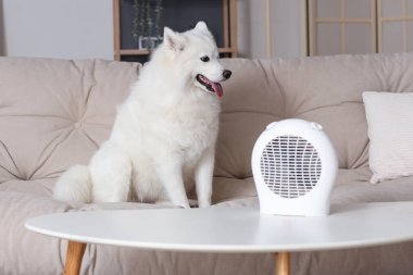 Evde elektrikli vantilatör ısıtıcısı olan şirin Samoylu köpek.