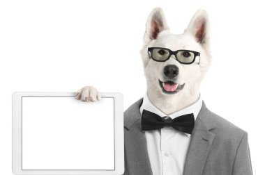 Resmi takım elbiseli komik köpek ve beyaz arka planda tablet bilgisayarı var.