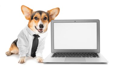 Resmi kıyafetler içinde şirin bir Corgi köpeği ve beyaz arka planda modern bir laptop.